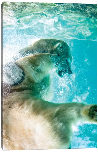 Polar Bears Fighting Underwater Canvas Art Print - Polar Bear Art