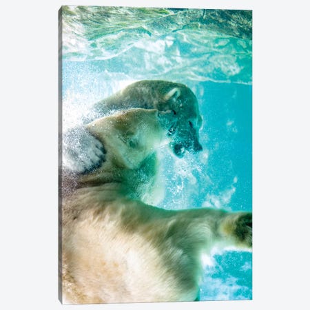 Polar Bears Fighting Underwater Canvas Print #NRV13} by Nik Rave Canvas Print