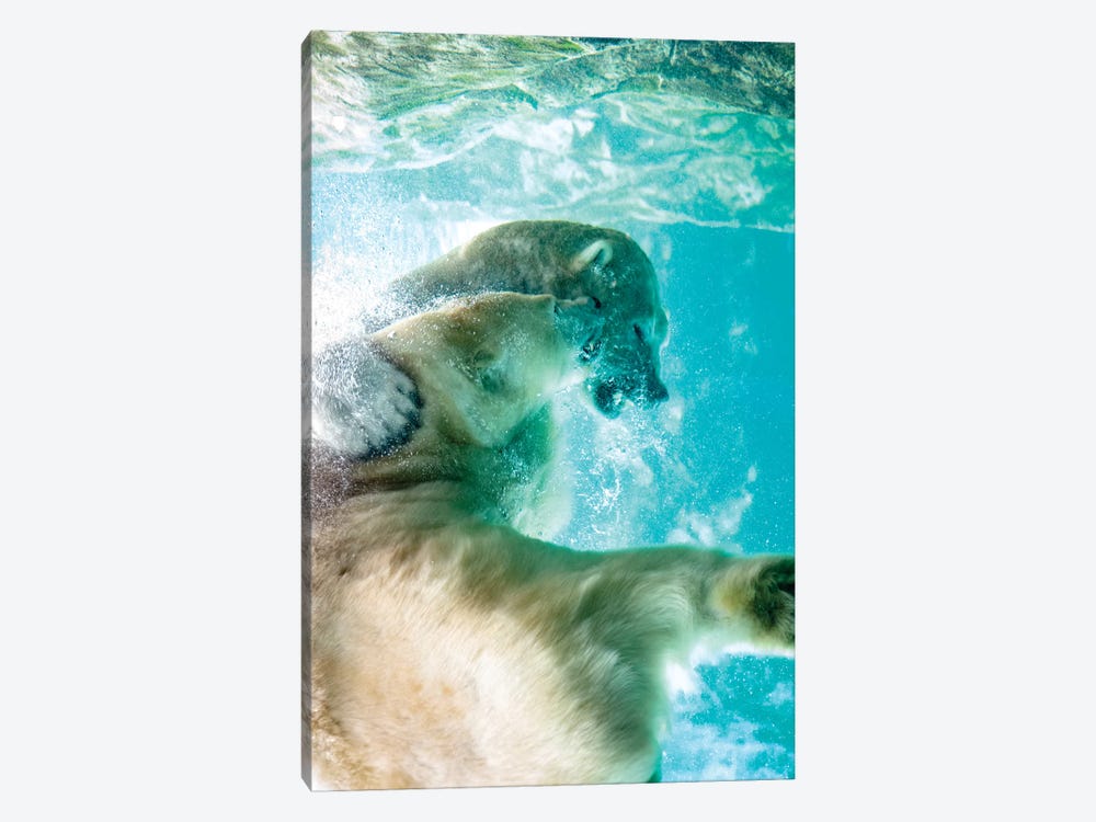 Polar Bears Fighting Underwater by Nik Rave 1-piece Canvas Wall Art