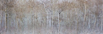 Birchwood Winter Forest Color Panorama by Nik Rave framed canvas print