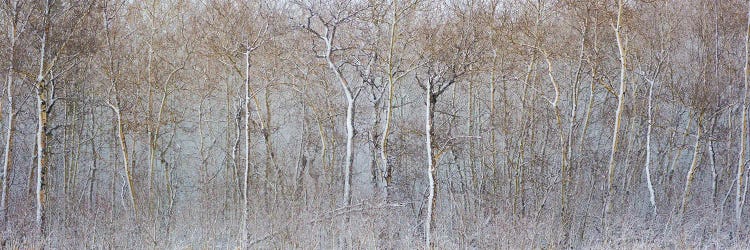 Birchwood Winter Forest Color Panorama