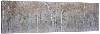 Birchwood Winter Forest Color Panorama Canvas Art Print - Nik Rave