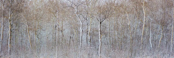 Nik Rave: Birchwood Winter Forest Color Panorama by Nik Rave
