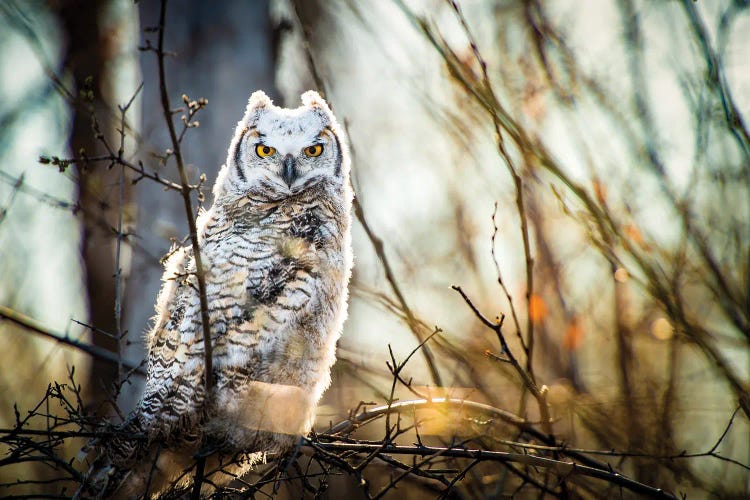 Owl At The Woods by Nik Rave wall art