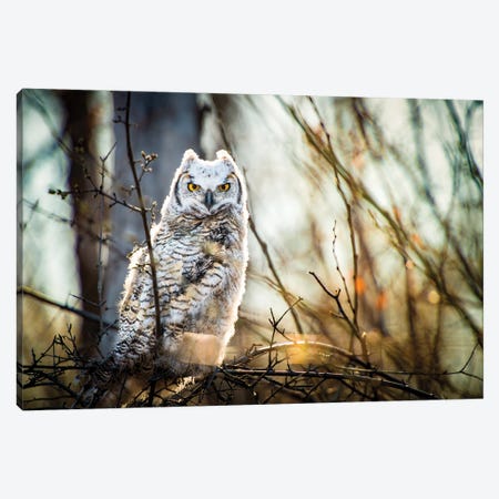 Owl At The Woods Canvas Print #NRV145} by Nik Rave Canvas Artwork