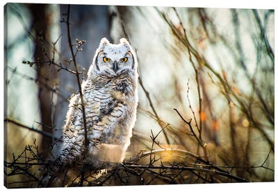 Owl At The Woods Canvas Art Print - Nik Rave