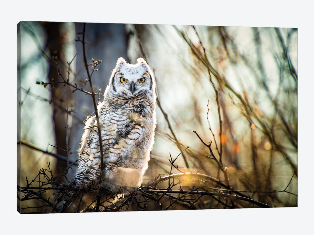 Owl At The Woods by Nik Rave 1-piece Canvas Artwork