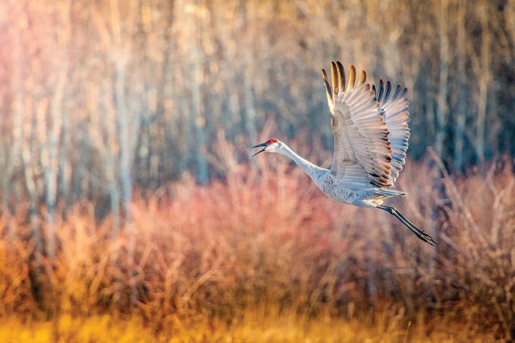 Blue Crane In Flight