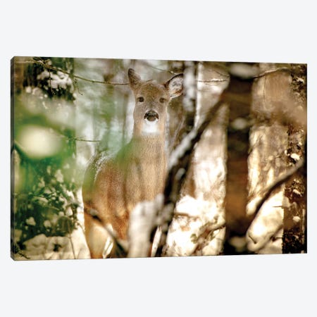 Deer In Between Branches In Winter Canvas Print #NRV147} by Nik Rave Canvas Art
