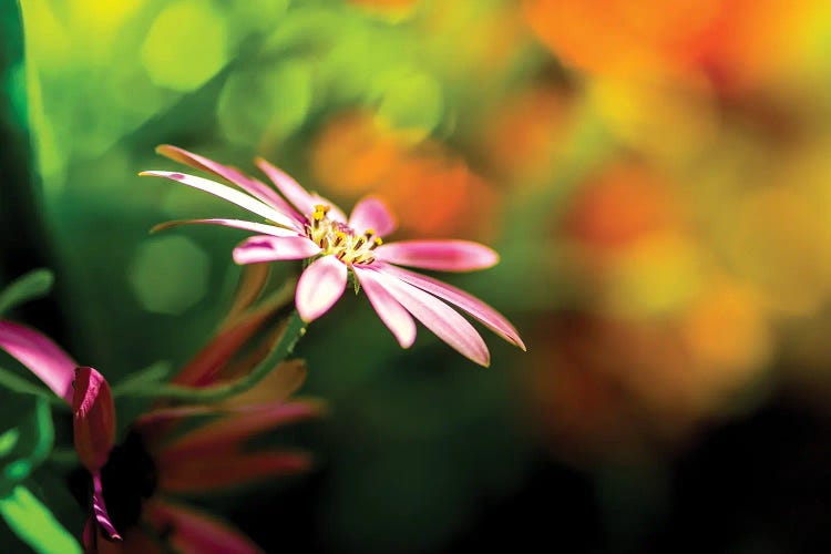 Chamomile In A Rainbow Light