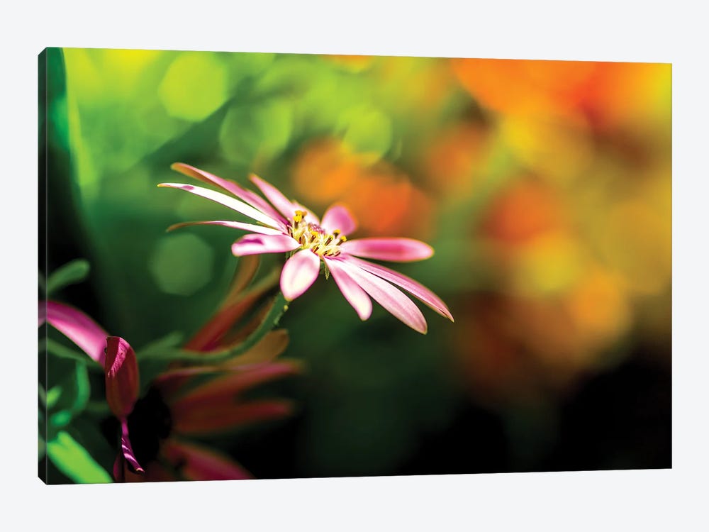 Chamomile In A Rainbow Light by Nik Rave 1-piece Canvas Artwork