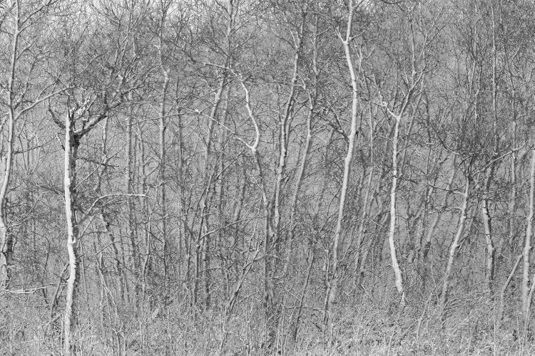 Birchwood Winter Forest Black And White Ii