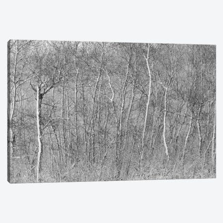 Birchwood Winter Forest Black And White Ii Canvas Print #NRV151} by Nik Rave Canvas Artwork