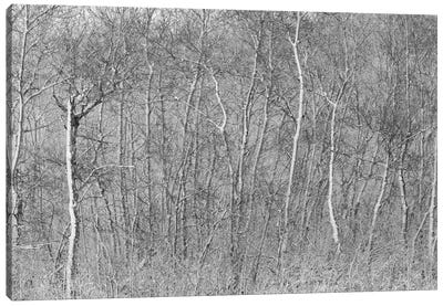 Birchwood Winter Forest Black And White Ii Canvas Art Print - Nik Rave