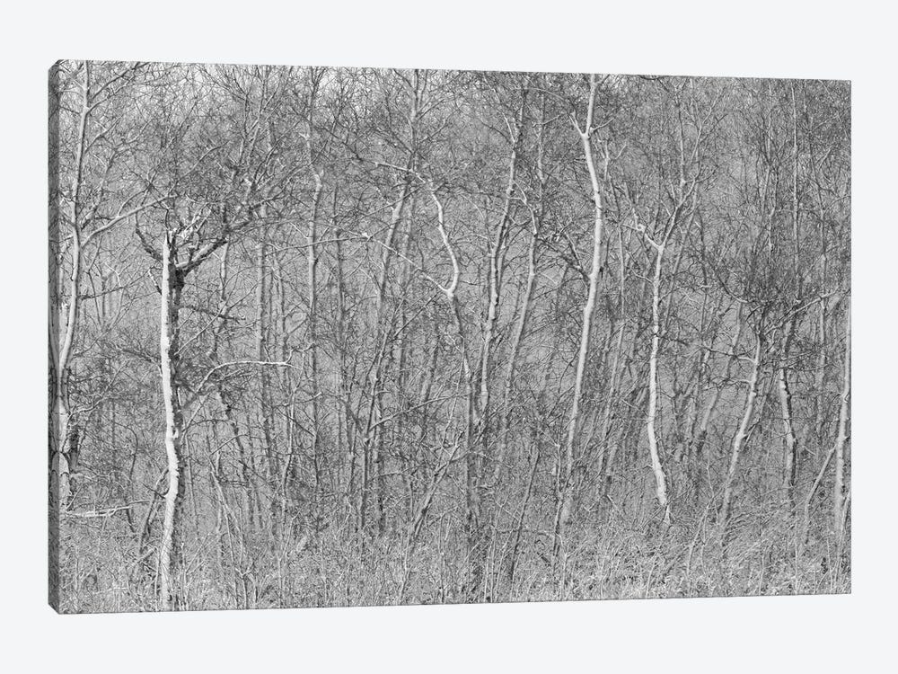 Birchwood Winter Forest Black And White Ii by Nik Rave 1-piece Canvas Print