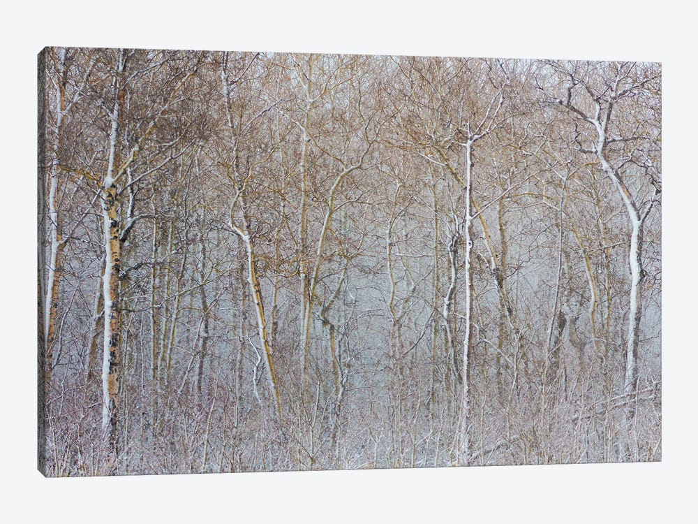 Birchwood Winter Forest Color I by Nik Rave 1-piece Canvas Wall Art