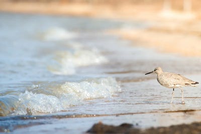 Bird On The Shore by Nik Rave canvas print