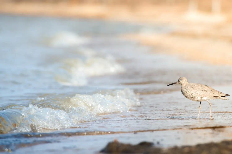 Bird On The Shore