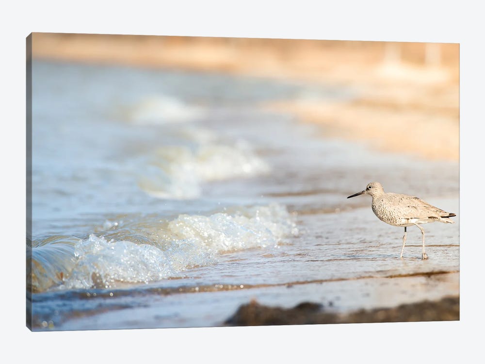 Bird On The Shore by Nik Rave 1-piece Canvas Art
