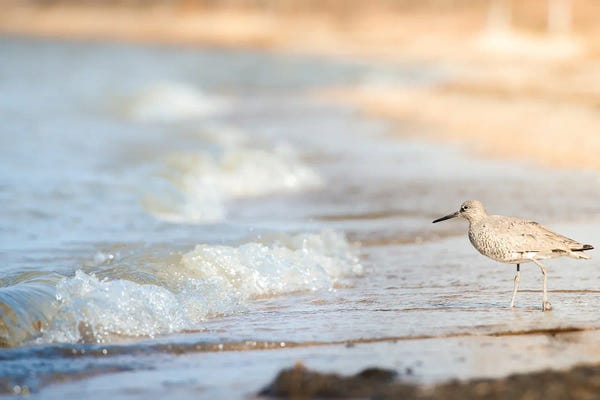 Nik Rave: Bird On The Shore by Nik Rave
