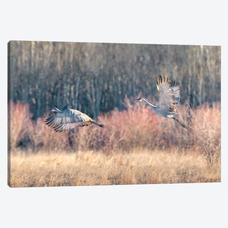 Blue Crane Sequence In Flight II Canvas Print #NRV159} by Nik Rave Canvas Art
