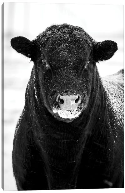 Bull Portrait Snow Canvas Art Print - Bull Art