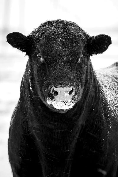 Nik Rave: Bull Portrait Snow by Nik Rave