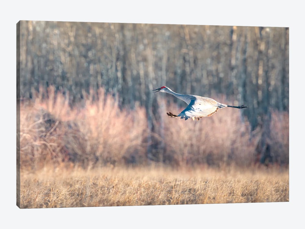 Blue Crane Sequence In Flight III by Nik Rave 1-piece Canvas Print