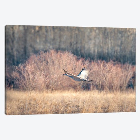 Blue Crane Sequence In Flight I Canvas Print #NRV162} by Nik Rave Canvas Print