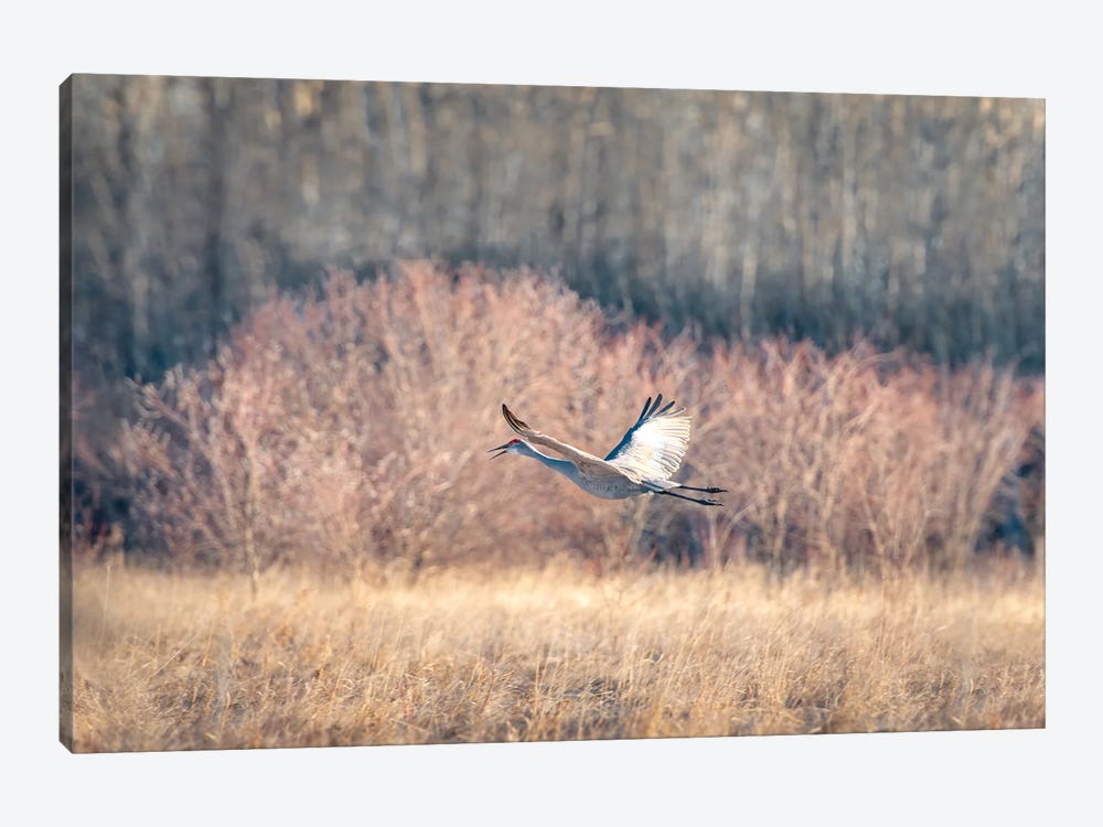 Blue Crane Sequence In Flight I by Nik Rave 1-piece Canvas Print