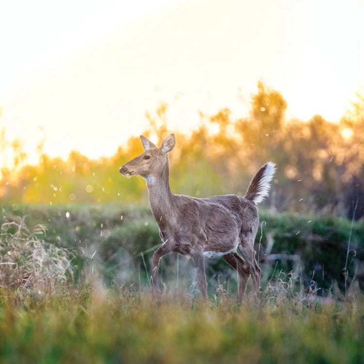 Pregnant Deer At The Beautiful Evening by Nik Rave wall art
