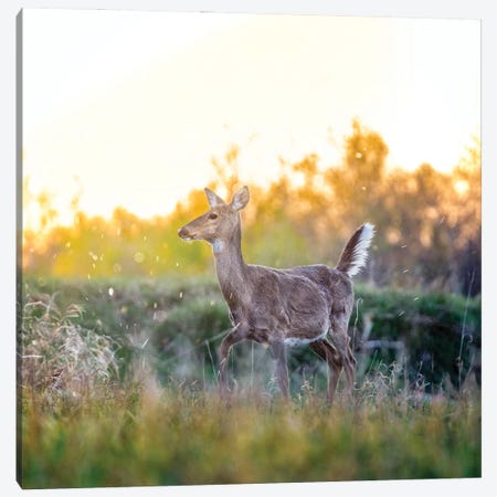 Pregnant Deer At The Beautiful Evening Canvas Print #NRV163} by Nik Rave Art Print