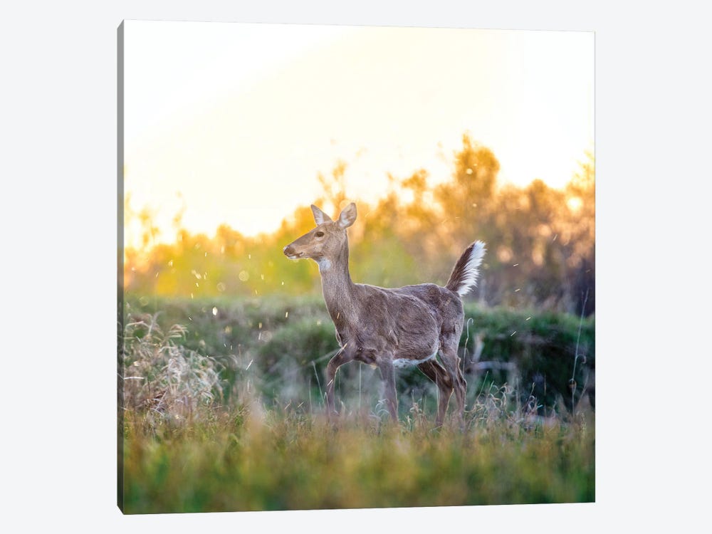 Pregnant Deer At The Beautiful Evening by Nik Rave 1-piece Canvas Wall Art