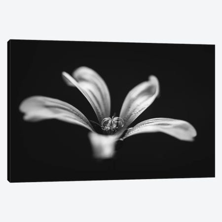 Monochrome Beautiful Flower Dark Graphite Background Canvas Print #NRV164} by Nik Rave Canvas Wall Art