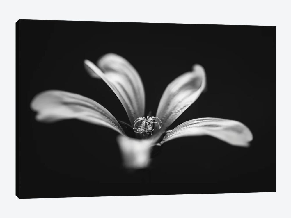 Monochrome Beautiful Flower Dark Graphite Background by Nik Rave 1-piece Canvas Art Print