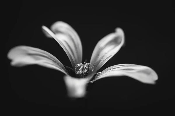 Nik Rave: Monochrome Beautiful Flower Dark Graphite Background by Nik Rave