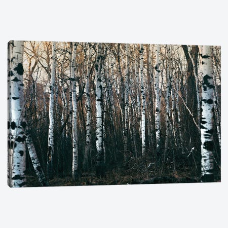 Inside Of Birchwood Forest Canvas Print #NRV167} by Nik Rave Canvas Wall Art