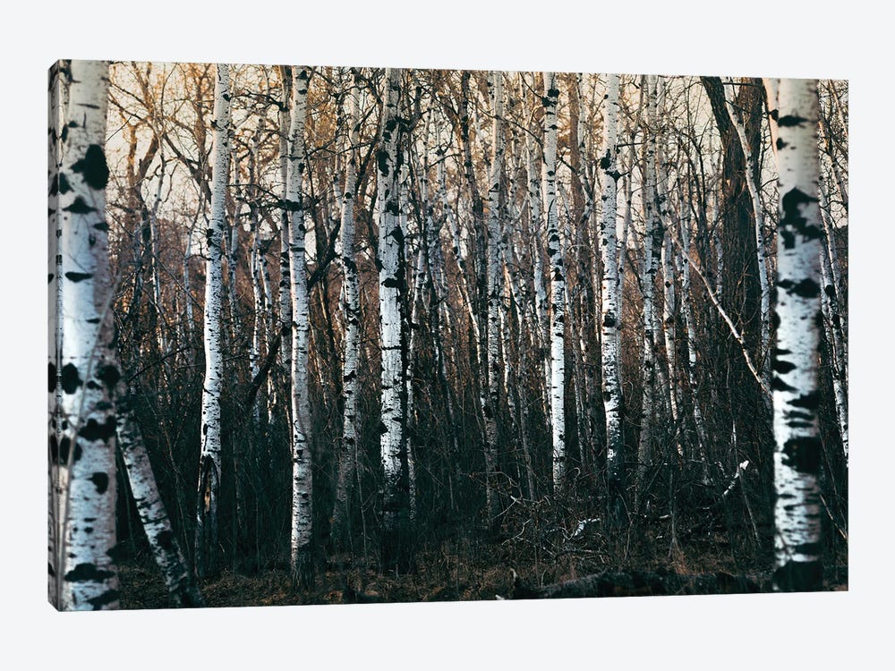 Inside Of Birchwood Forest by Nik Rave 1-piece Canvas Wall Art