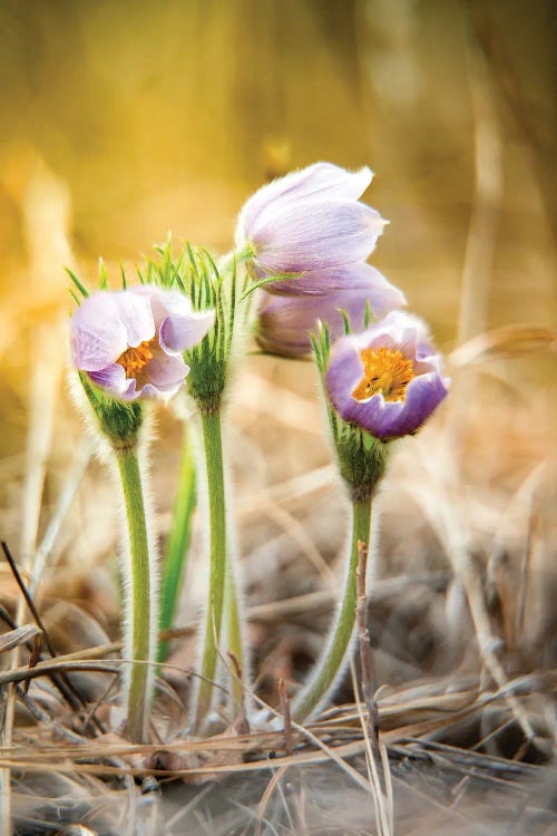 Crocus Flowers