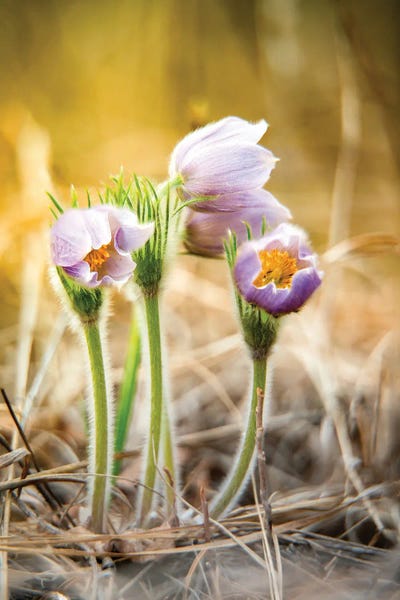Nik Rave: Crocus Flowers by Nik Rave