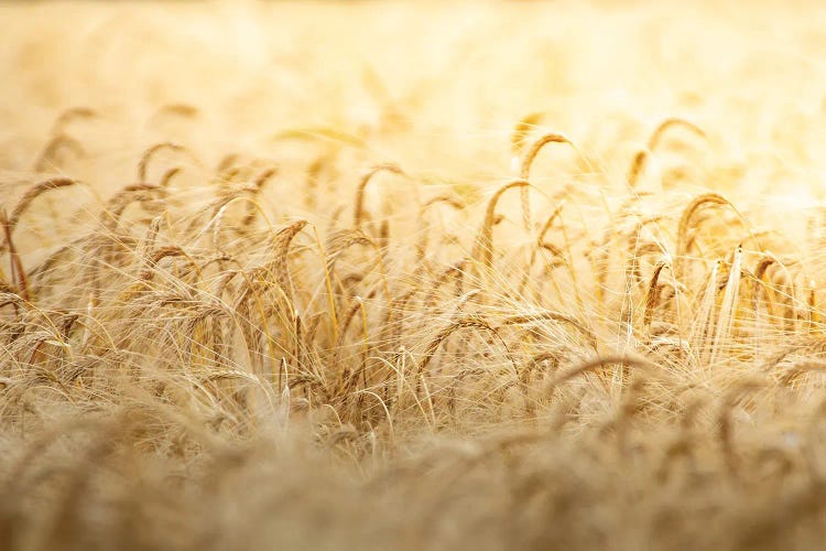 Wheat Under The Sun