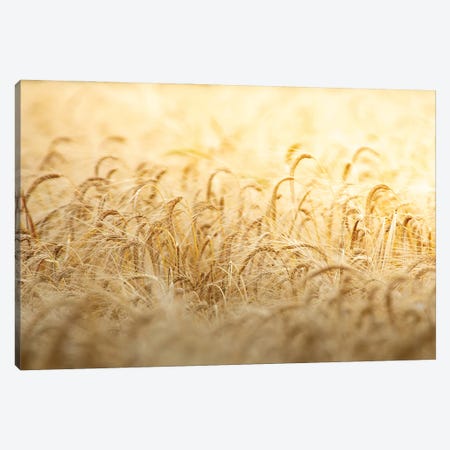 Wheat Under The Sun Canvas Print #NRV173} by Nik Rave Canvas Artwork