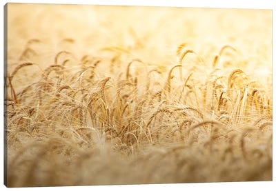 Wheat Under The Sun Canvas Art Print - Nik Rave