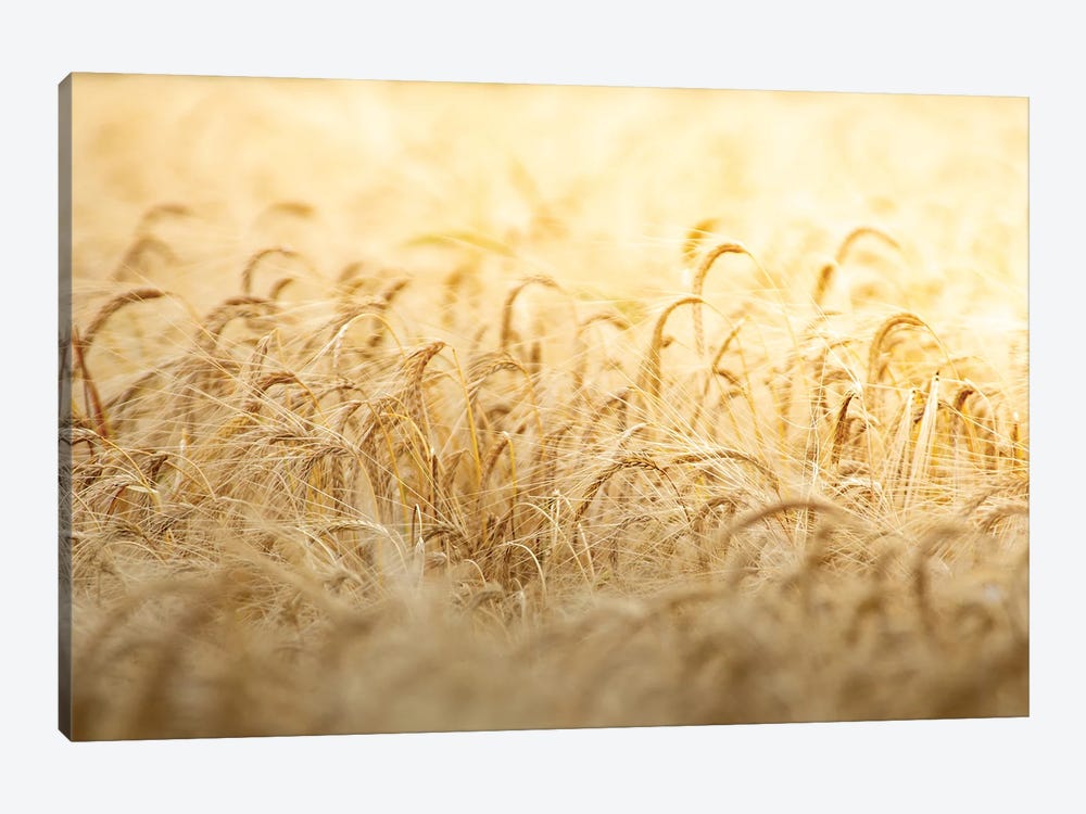 Wheat Under The Sun by Nik Rave 1-piece Canvas Print