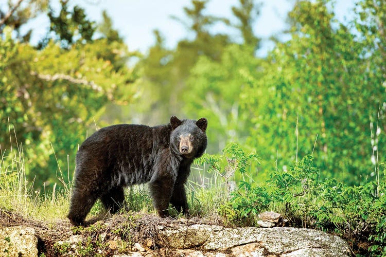 A Black Bear On The Rock