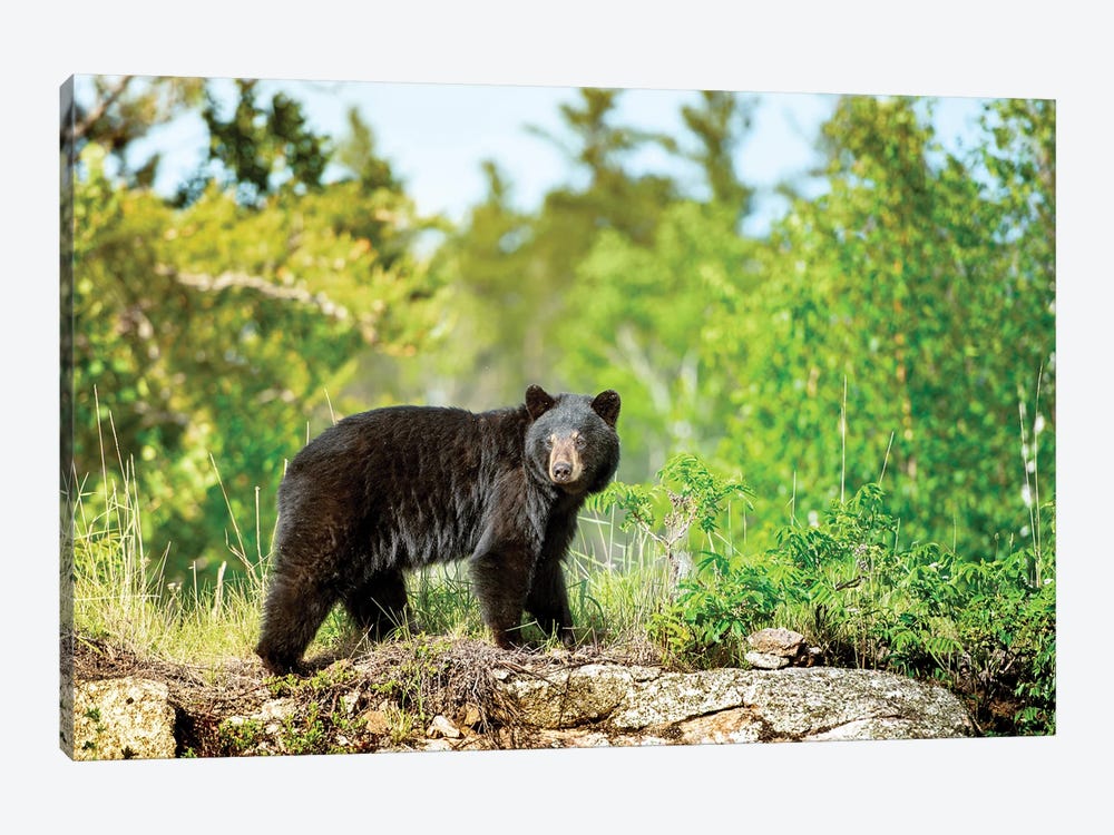 A Black Bear On The Rock by Nik Rave 1-piece Canvas Print