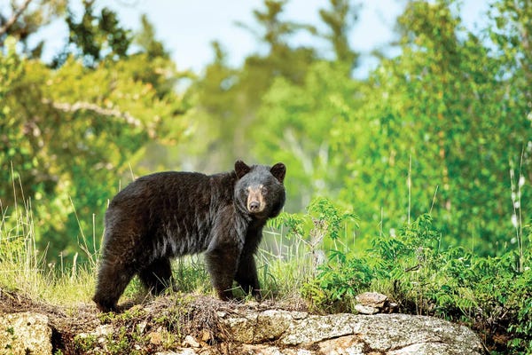 Nik Rave: A Black Bear On The Rock by Nik Rave