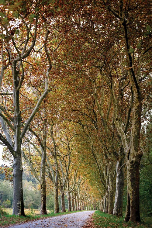 Autumn High Tree Alley by Nik Rave wall art