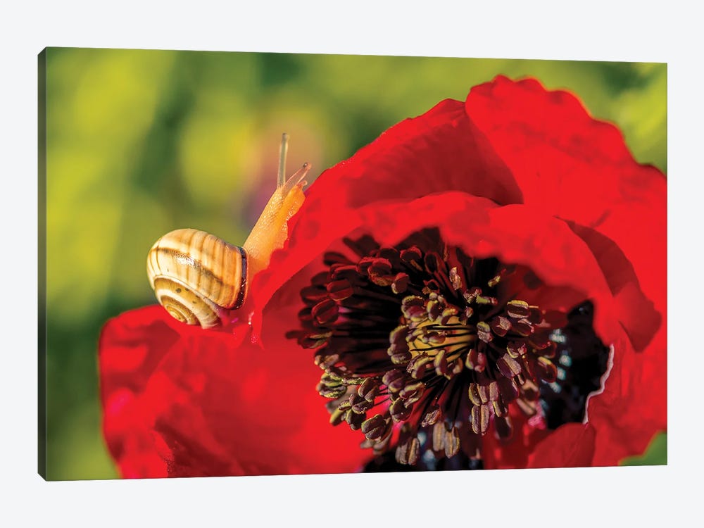 Snail Crawling Over Poppy by Nik Rave 1-piece Canvas Artwork