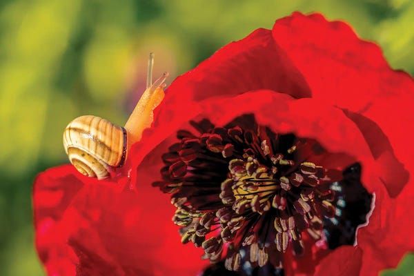 Snails: Snail Crawling Over Poppy by Nik Rave